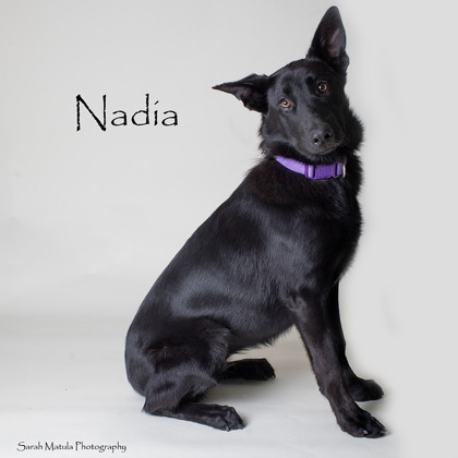 Nadia, an adoptable Shepherd, Mixed Breed in Ruidoso, NM, 88345 | Photo Image 1