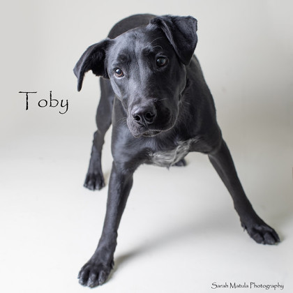 Toby, an adoptable Labrador Retriever, Mixed Breed in Ruidoso, NM, 88345 | Photo Image 1