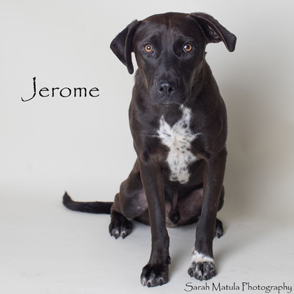 Jerome, an adoptable Labrador Retriever, Mixed Breed in Ruidoso, NM, 88345 | Photo Image 1