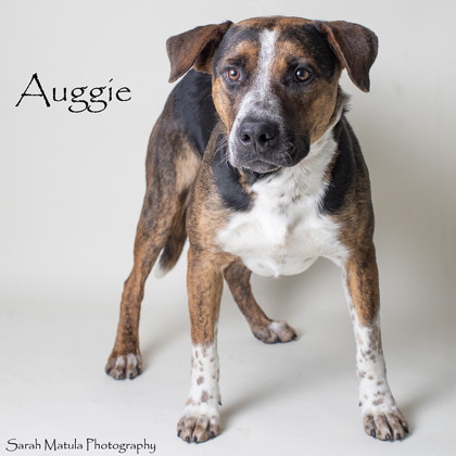 Auggie, an adoptable Mixed Breed in Ruidoso, NM, 88345 | Photo Image 1