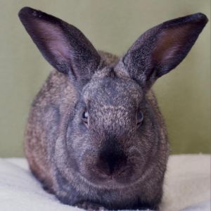 Renault, Adult Male Bunny Rabbit