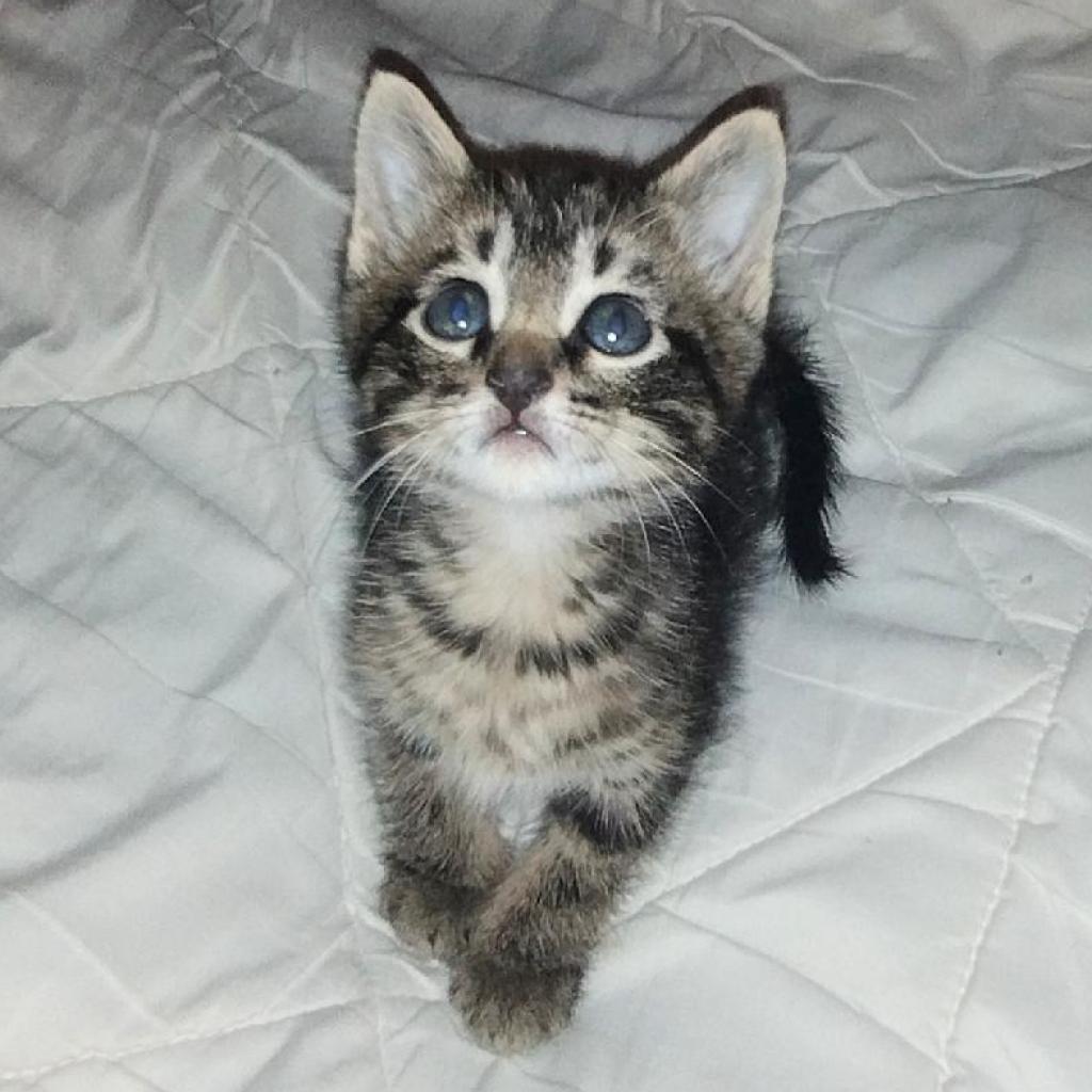 Toulouse, an adoptable American Shorthair in Kingman, KS, 67068 | Photo Image 1