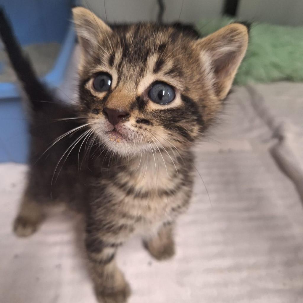 Toulouse, an adoptable American Shorthair in Kingman, KS, 67068 | Photo Image 4