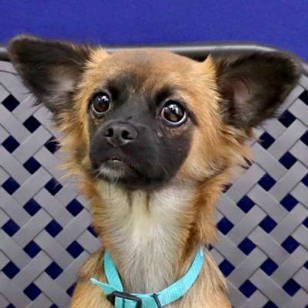 Bailey, an adoptable Pekingese, Chihuahua in Midland, TX, 79706 | Photo Image 1