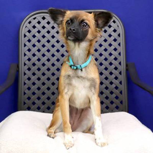 Bailey, an adoptable Pekingese, Chihuahua in Midland, TX, 79706 | Photo Image 2