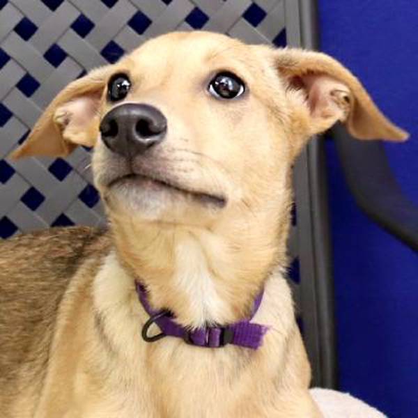 Paco, an adoptable Whippet, Labrador Retriever in Midland, TX, 79706 | Photo Image 1