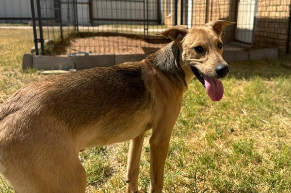 Paco, an adoptable Whippet, Labrador Retriever in Midland, TX, 79706 | Photo Image 2