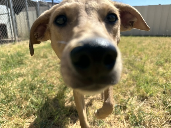 Paco, an adoptable Whippet, Labrador Retriever in Midland, TX, 79706 | Photo Image 3