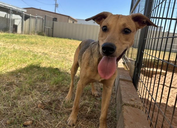 Paco, an adoptable Whippet, Labrador Retriever in Midland, TX, 79706 | Photo Image 4