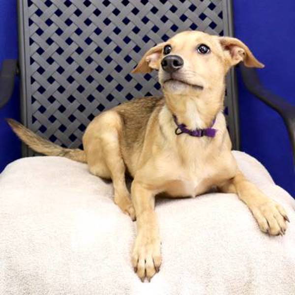 Paco, an adoptable Whippet, Labrador Retriever in Midland, TX, 79706 | Photo Image 5