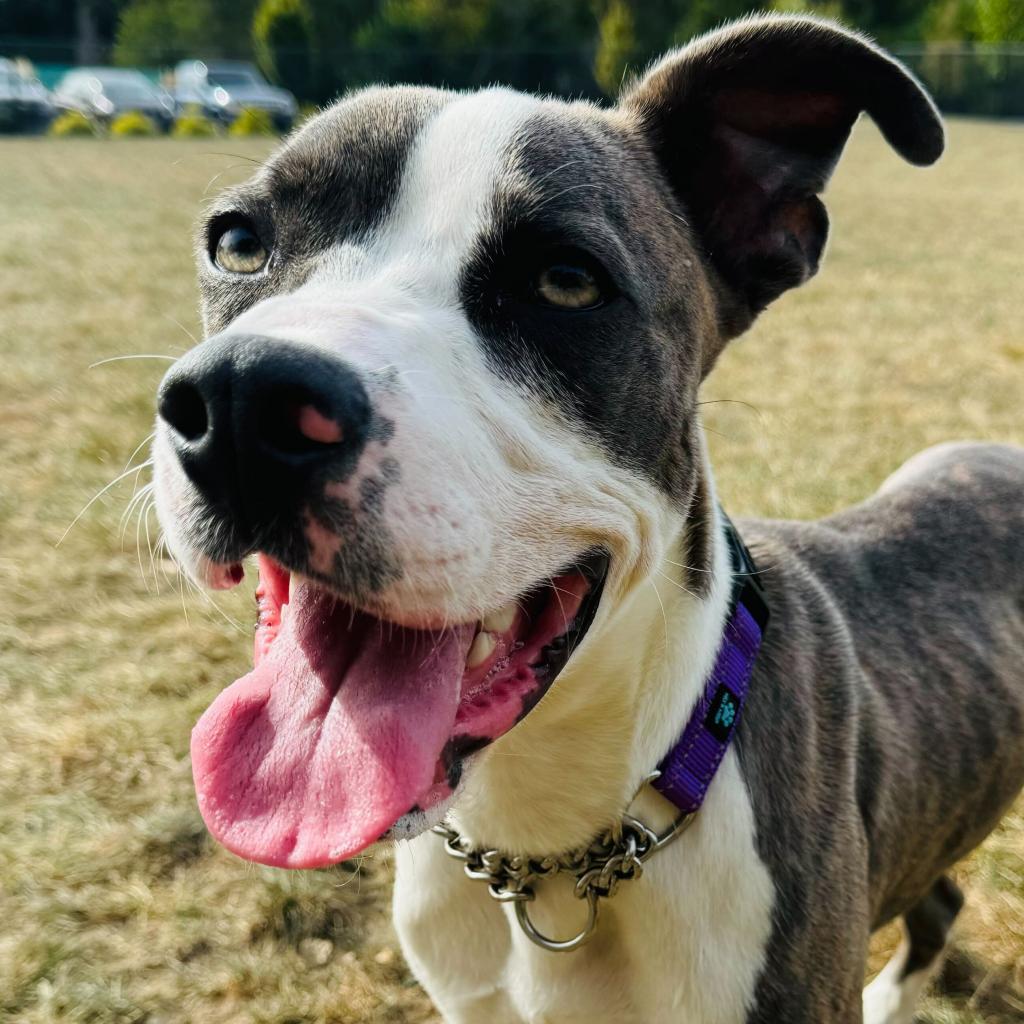 Oscar