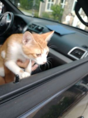 Sheila, Young Female Domestic Short Hair