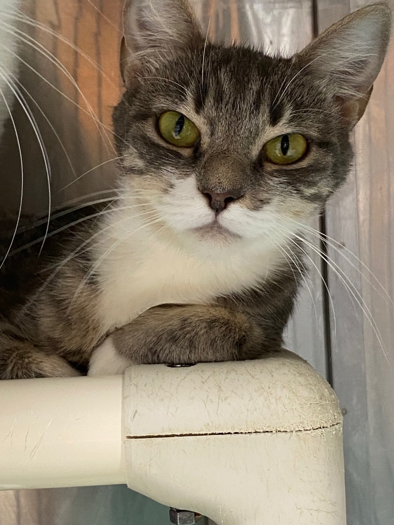 Staise, an adoptable Domestic Short Hair in Fort Lupton, CO, 80621 | Photo Image 1