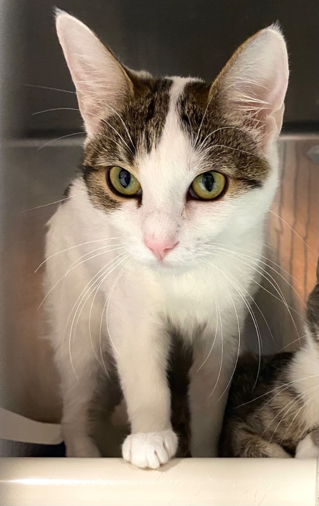 Sturlyn, an adoptable Domestic Short Hair in Fort Lupton, CO, 80621 | Photo Image 1