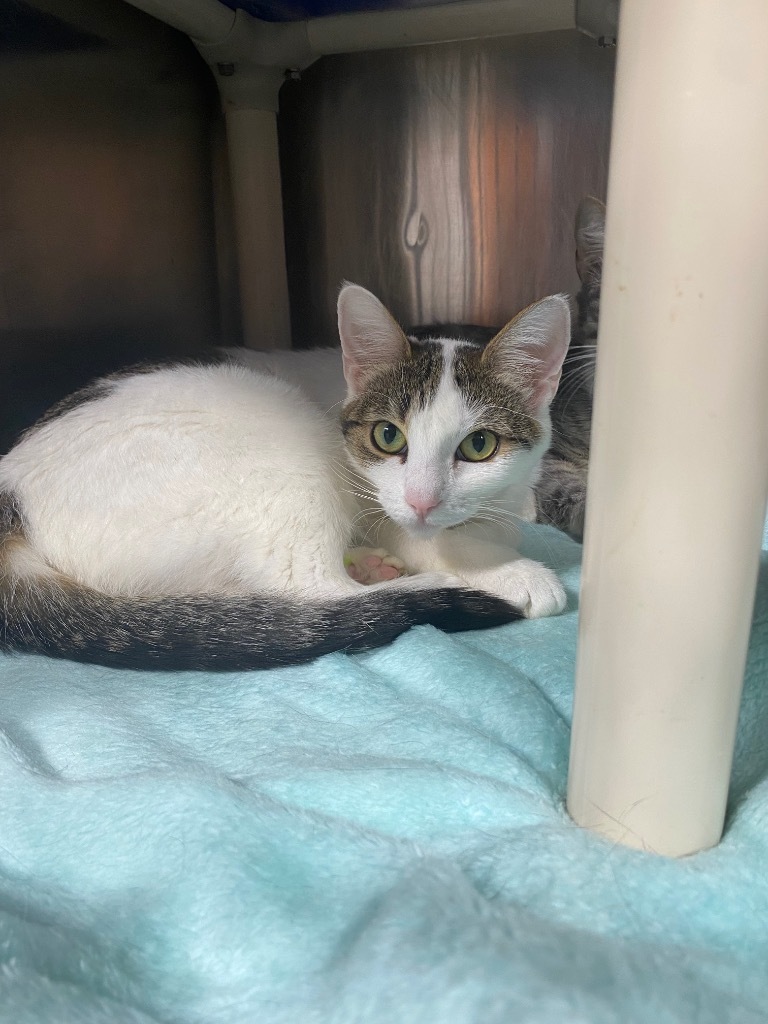 Sturlyn, an adoptable Domestic Short Hair in Fort Lupton, CO, 80621 | Photo Image 4