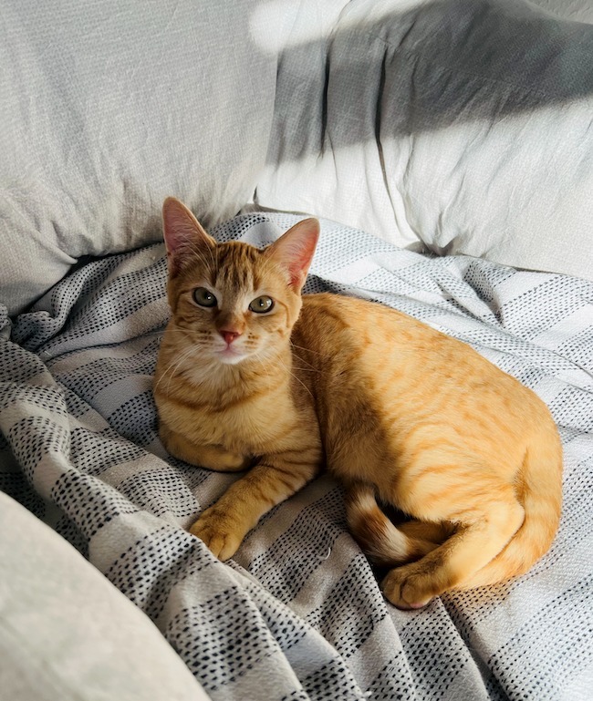 Le Mango, an adoptable Domestic Short Hair in Fort Lupton, CO, 80621 | Photo Image 1