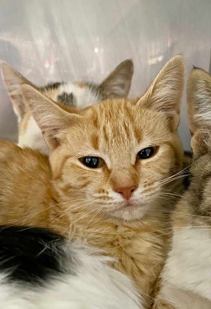 Le Mango, an adoptable Domestic Short Hair in Fort Lupton, CO, 80621 | Photo Image 2