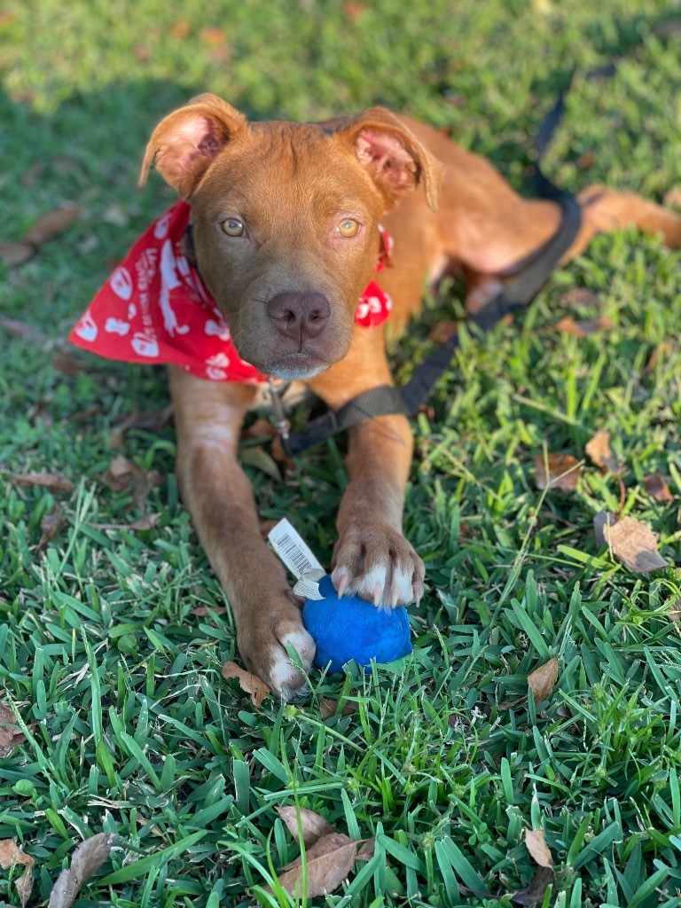 North, an adoptable Affenpinscher in Darlington, SC, 29532 | Photo Image 1