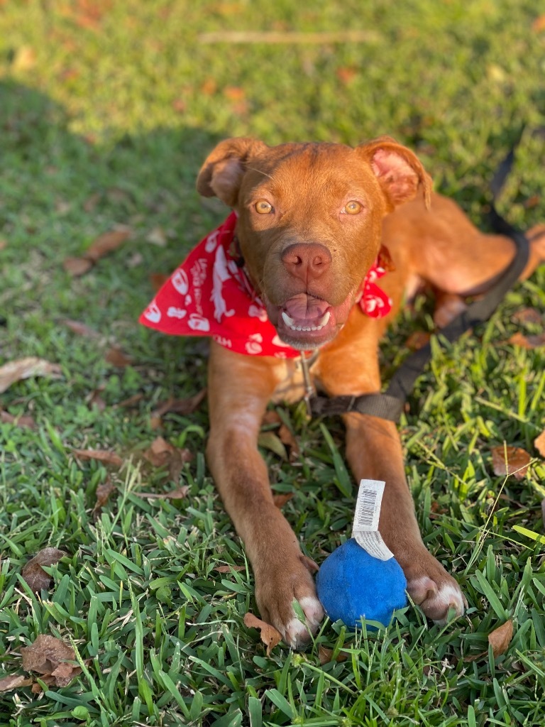 North, an adoptable Affenpinscher in Darlington, SC, 29532 | Photo Image 3