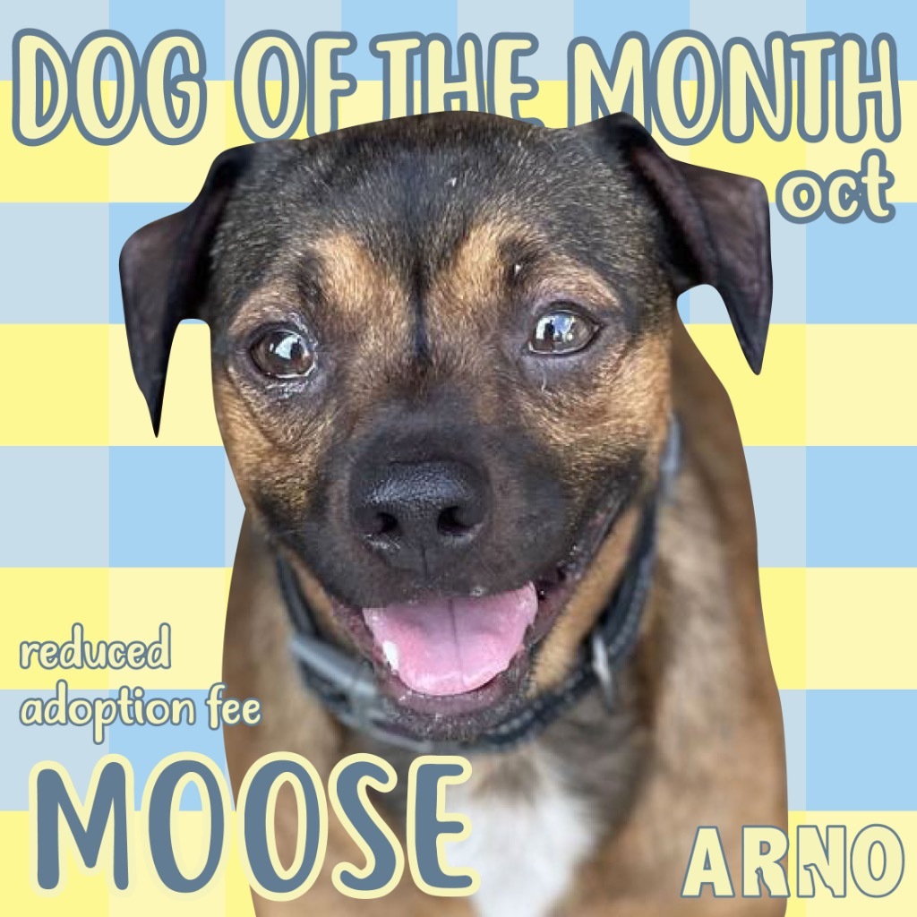 Moose (In Foster)