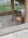 Moose (In Foster) photo 6