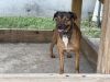 Moose (In Foster) photo 8