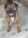 Moose (In Foster) photo 10