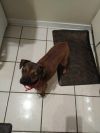 Moose (In Foster) photo 11