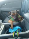 Moose (In Foster) photo 12