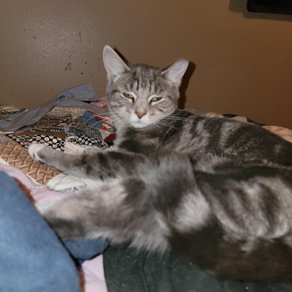 Jesibelle, an adoptable Domestic Short Hair in Gorham, ME, 04038 | Photo Image 1