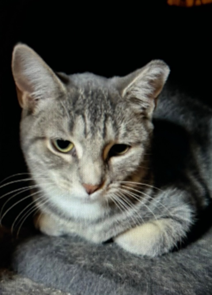 Jesibelle, an adoptable Domestic Short Hair in Gorham, ME, 04038 | Photo Image 2