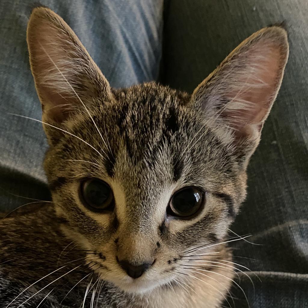 Ani-Frid, an adoptable Domestic Short Hair in Bismarck, ND, 58507 | Photo Image 2