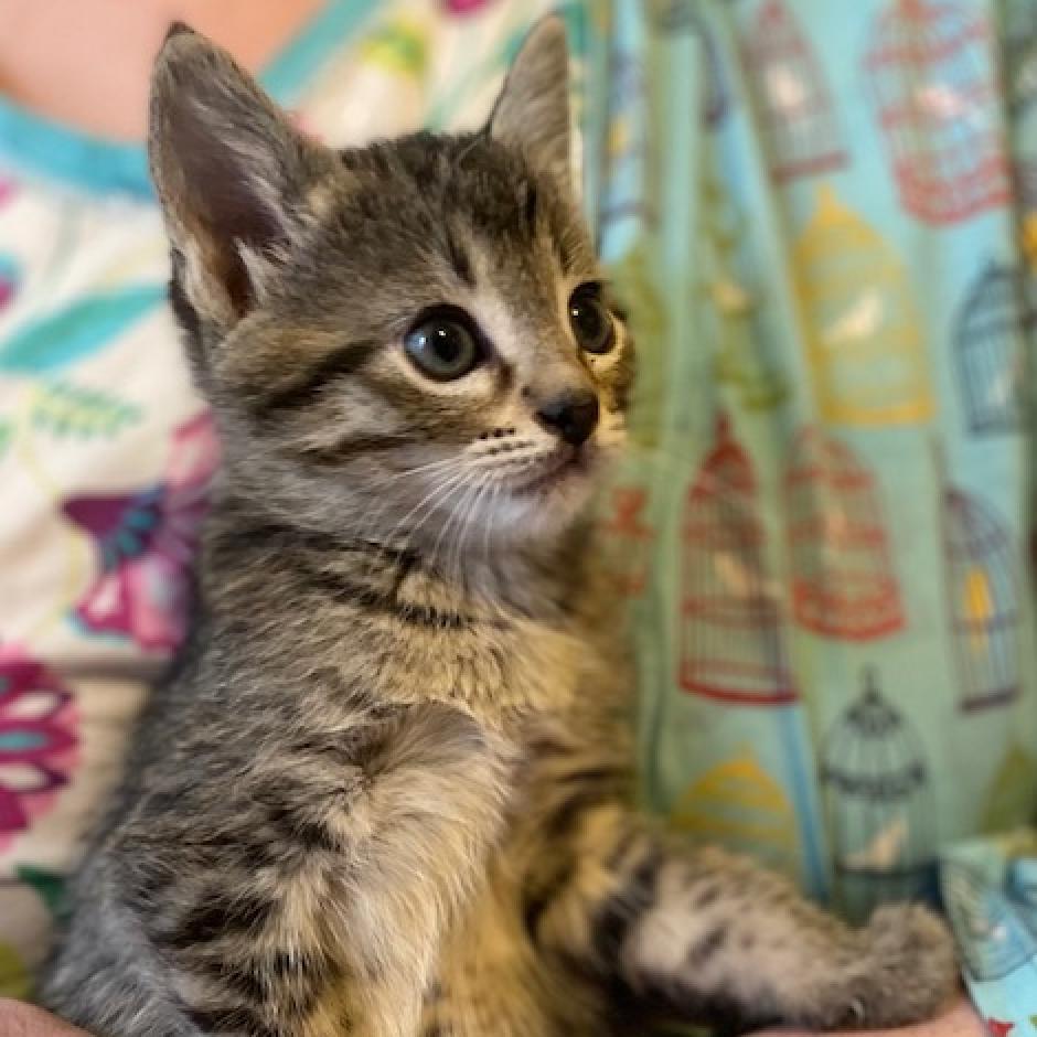 Ani-Frid, an adoptable Domestic Short Hair in Bismarck, ND, 58507 | Photo Image 6