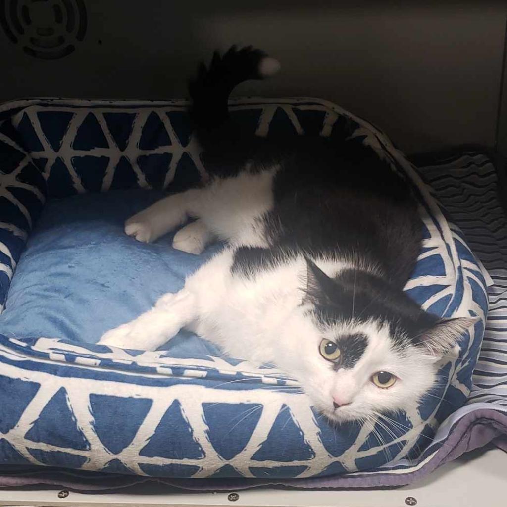 Uno, an adoptable Domestic Medium Hair in Bismarck, ND, 58507 | Photo Image 1