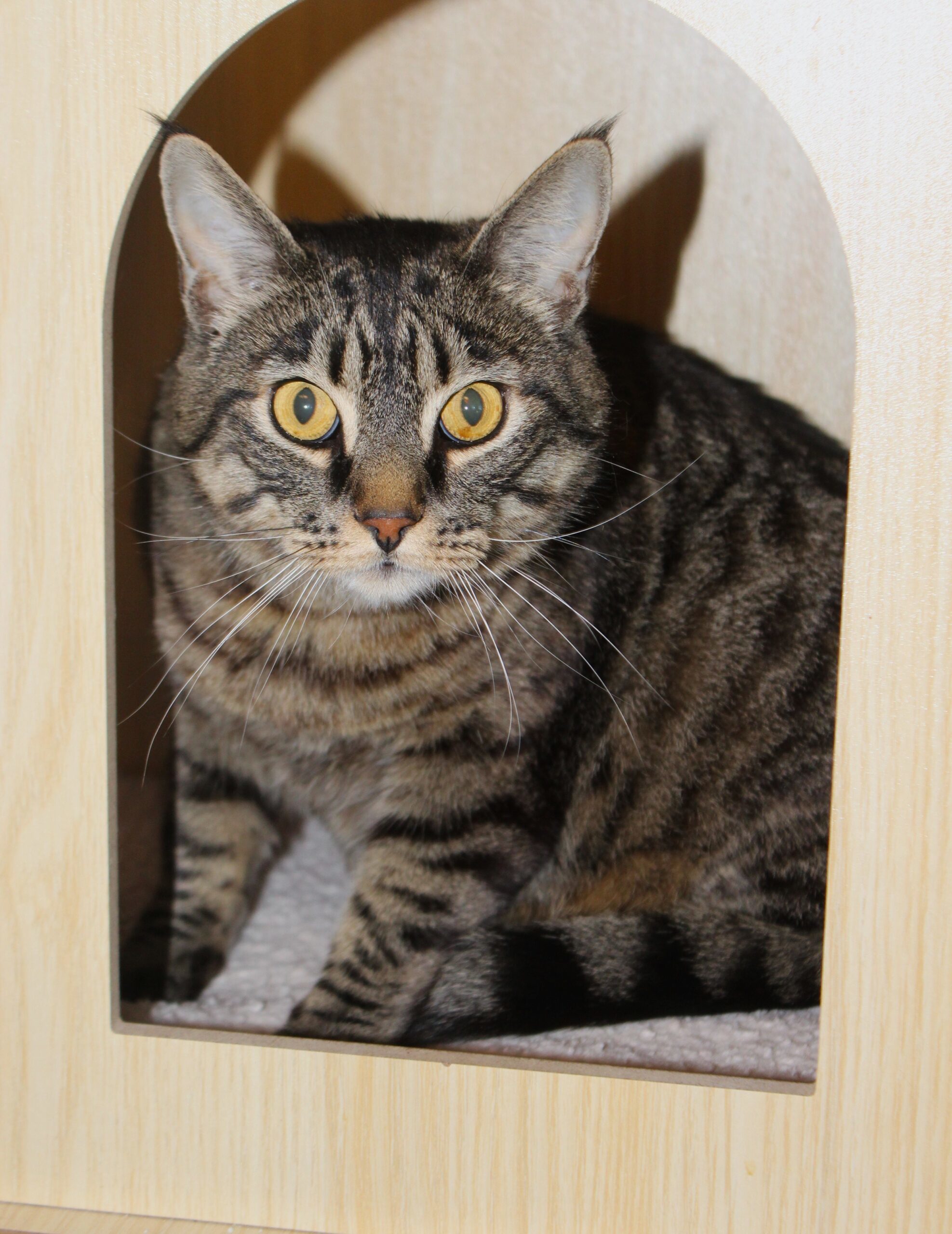 Bano, an adoptable Domestic Short Hair in Fallon, NV, 89406 | Photo Image 1