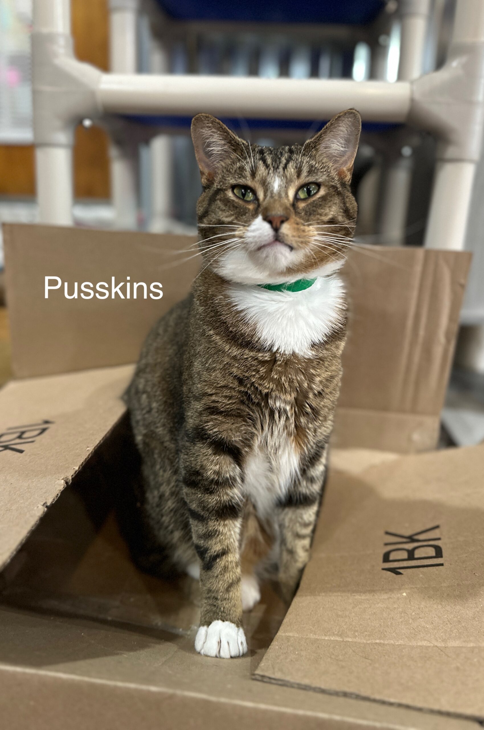 Pusskins
