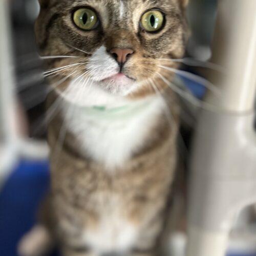 Pusskins