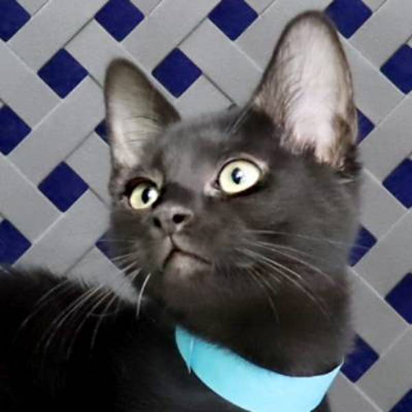 Blackberry, an adoptable Domestic Short Hair in Fort Davis, TX, 79734 | Photo Image 1