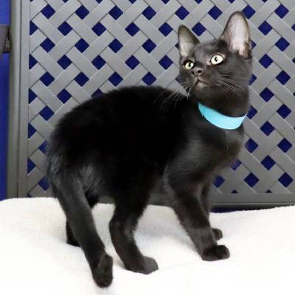 Blackberry, an adoptable Domestic Short Hair in Fort Davis, TX, 79734 | Photo Image 2