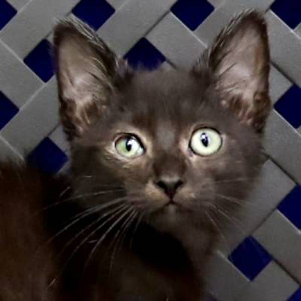 Brussels, an adoptable Domestic Short Hair in Fort Davis, TX, 79734 | Photo Image 1