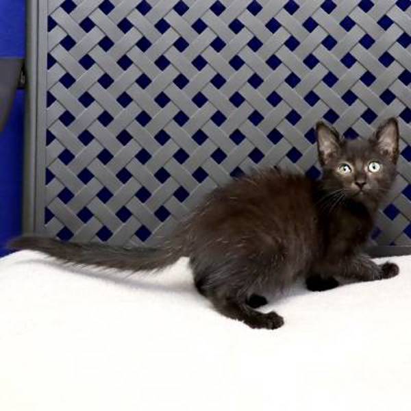 Brussels, an adoptable Domestic Short Hair in Fort Davis, TX, 79734 | Photo Image 2