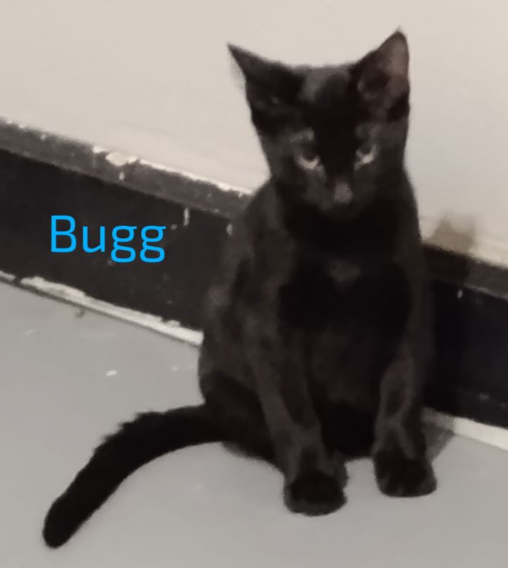 Bugg 1