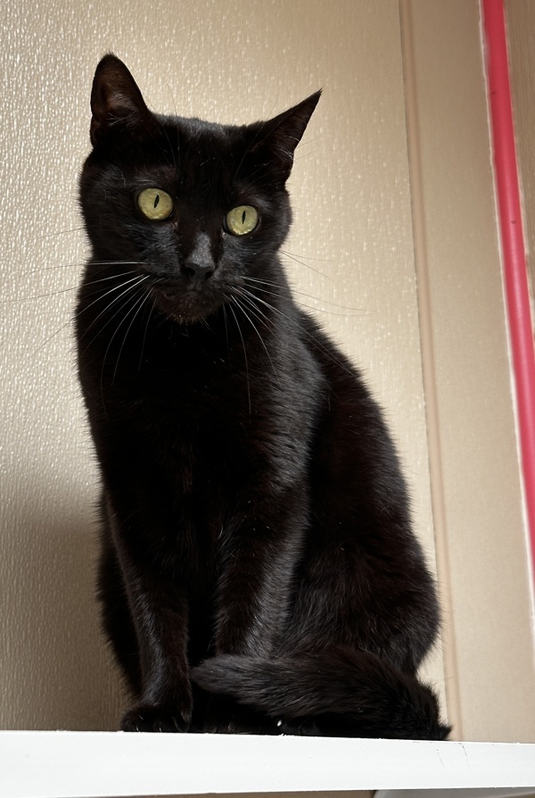 Harriet