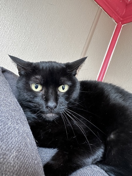 Harriet