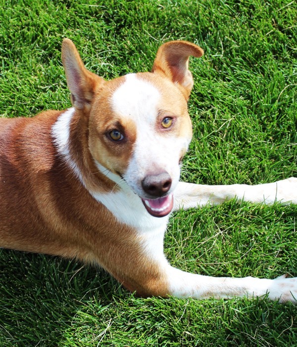 Princeton 40019, an adoptable Australian Cattle Dog / Blue Heeler in Pocatello, ID, 83205 | Photo Image 2