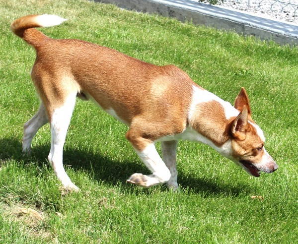 Princeton 40019, an adoptable Australian Cattle Dog / Blue Heeler in Pocatello, ID, 83205 | Photo Image 3