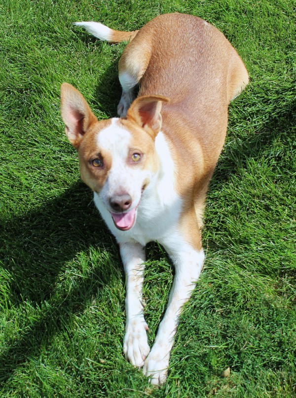 Princeton 40019, an adoptable Australian Cattle Dog / Blue Heeler in Pocatello, ID, 83205 | Photo Image 4