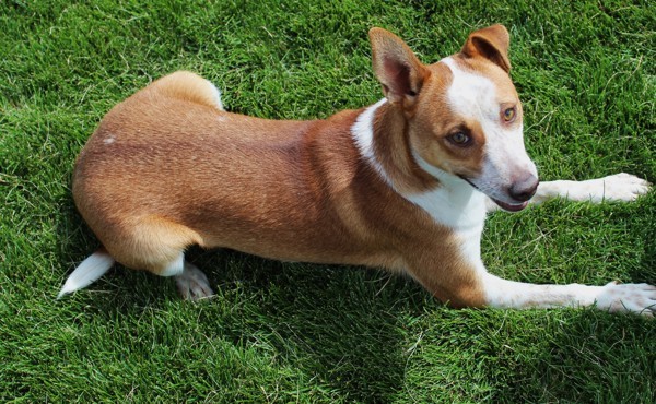 Princeton 40019, an adoptable Australian Cattle Dog / Blue Heeler in Pocatello, ID, 83205 | Photo Image 5