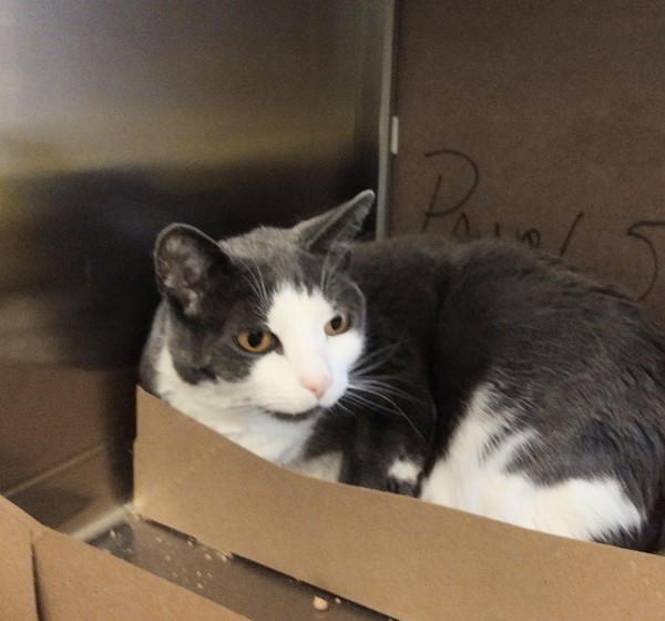 Smokey 20153, an adoptable Domestic Short Hair in Pocatello, ID, 83205 | Photo Image 1