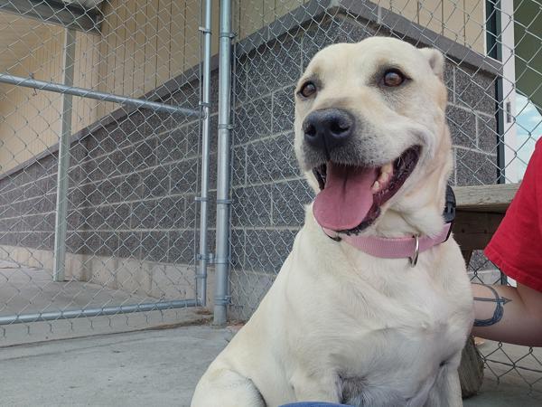 Sunny 42206, an adoptable Labrador Retriever in Pocatello, ID, 83205 | Photo Image 1